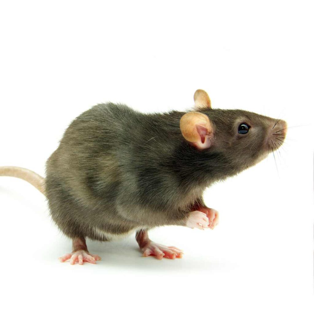 best pest control in pune (8)